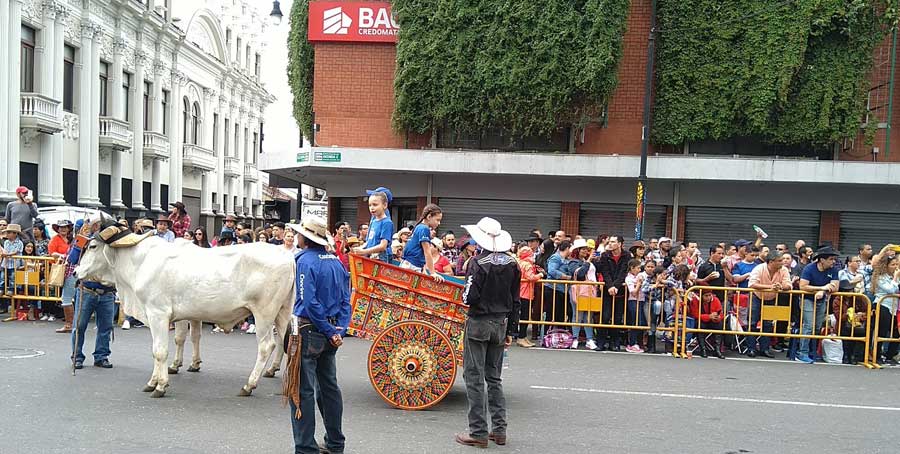 Expat Life Blog horses and bulls on the streets